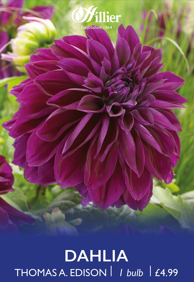 8718641997260 1 Dahlia Thomas A Edison.jpg